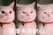 吃瓜表情包猫咪,猫咪版表情包大揭秘